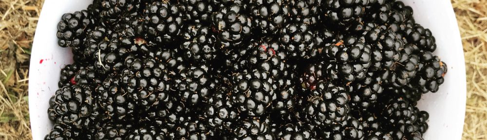 Miranda Belarde-Lewis