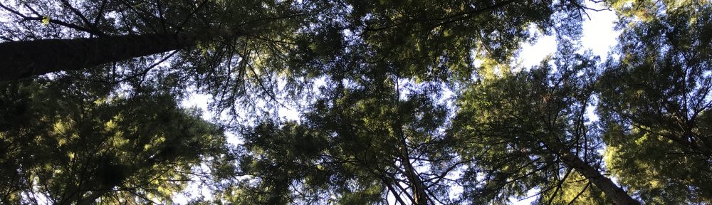 Miranda Belarde-Lewis